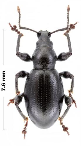 Otiorhynchus sp.